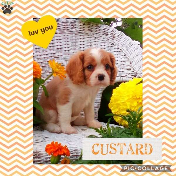 CUSTARD, Cavalier King Charles Spaniel Puppy